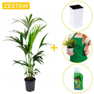 Gotowy zestaw Palma kentia w dedykowanej donicy  + Nawóz