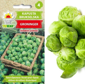 Kapusta Brukselska Groninger brukselka NASIONA