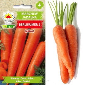 Marchew Berlikumer Perfekcja późna nasiona warzyw