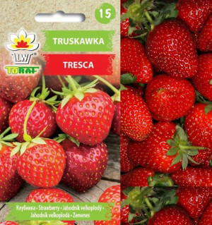 Truskawka Tresca nasiona truskawek nasiona warzyw