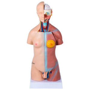Model anatomiczny tułowia uniseks 45 cm