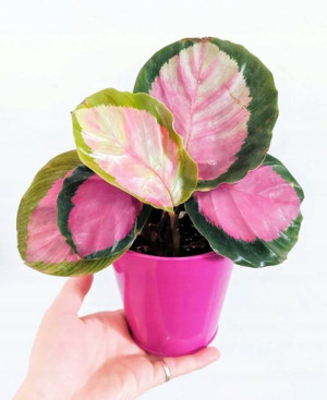 Calathea Rosey Różowa Kalatea Zjawiskowa Kolorowa