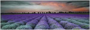 Dekor szklany 25x75 Ceramika Końskie LAVENDER