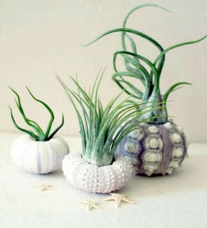Tillandsia IONANTHA GREEN Roślina Żyje w Powietrzu