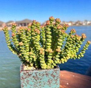Crassula Tom Thub Hottentot Grubosz Żywe Korale