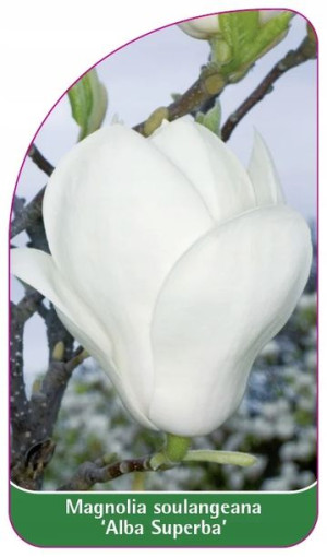 ETYKIETY MAGNOLIA soulangiana 'Alba Superba'