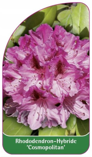 ETYKIETY RODODENDRON Hybride 'Cosmopolitan'