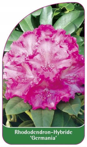ETYKIETY RODODENDRON Hybride 'Germania'