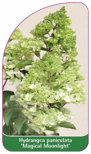 ETYKIETY HORTENSJA BUKIETOWA 'Magical Moonlight'