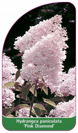 ETYKIETY HORTENSJA BUKIETOWA 'Pink Diamond'