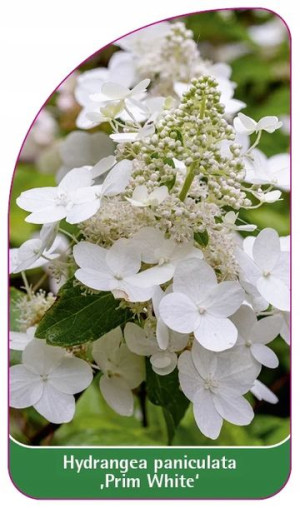 Etykiety Hortensja Bukietowa 'prim White'