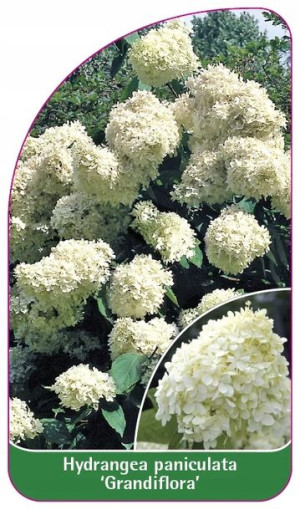 ETYKIETY HORTENSJA BUKIETOWA 'Grandiflora'