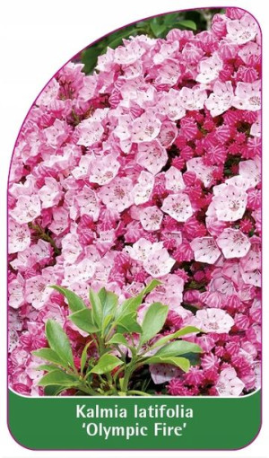 ETYKIETY KALMIA SZEROKOLISTNA 'Olympic Fire'