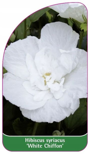 ETYKIETY KETMIA SYRYJSKA 'White Chiffon'