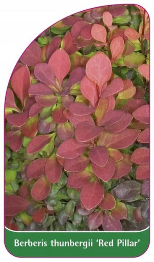 Etykiety Berberys Thunberga 'red Pillar'
