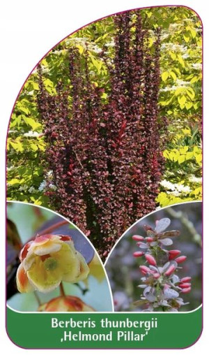 ETYKIETY BERBERYS THUNBERGA 'Helmond Pillar'