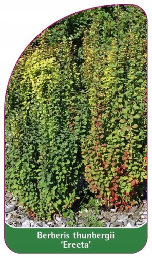 Etykiety Berberys Thunberga 'erecta'