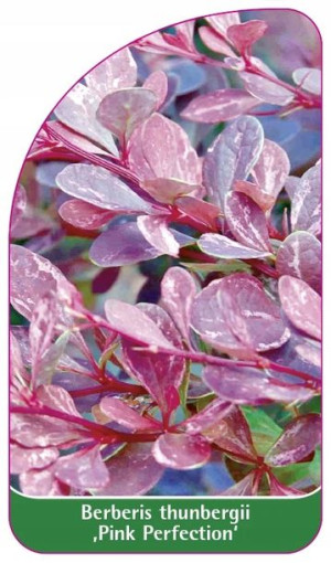 ETYKIETY BERBERYS THUNBERGA ,Pink Perfection'