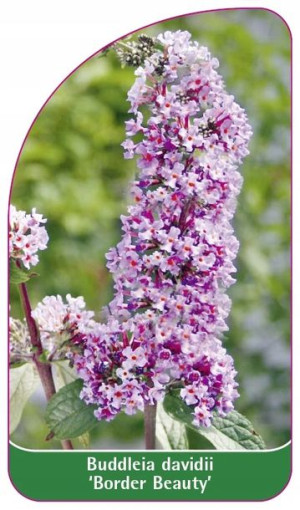 ETYKIETY BUDLEJA DAWIDA 'Border Beauty'