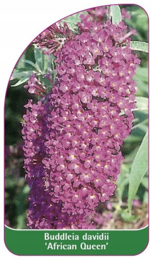 ETYKIETY BUDLEJA DAWIDA 'African Queen'
