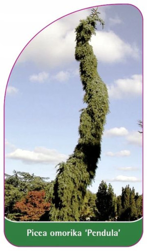 Etykiety Szkółkarskie Świerk Serbski 'pendula'