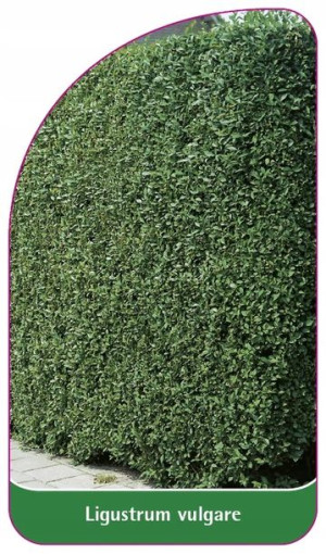 ETYKIETY LIGUSTR POSPOLITY Ligustrum vulgare