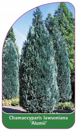 ETYKIETY CYPRYSIK Chamaecyparis Iawsoniana Alumii
