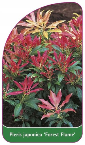 Etykiety Szkółkarskie Pieris Japoński Forest Flame