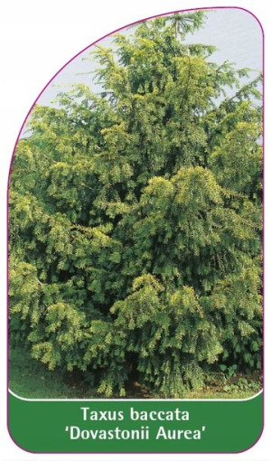 ETYKIETY CIS POSPOLITY 'Dovastonii Aurea'