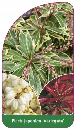 Etykiety Z Gumką Pieris Japoński 'variegata'