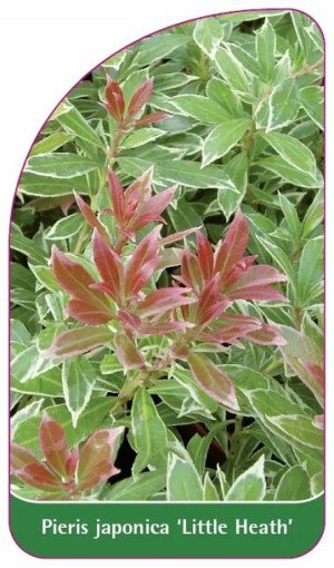 ETYKIETY Z GUMKĄ PIERIS JAPOŃSKI 'Little Health'