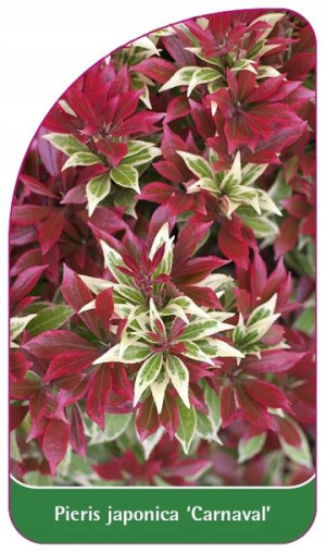 Etykiety Z Gumką Pieris Japoński 'carnaval'