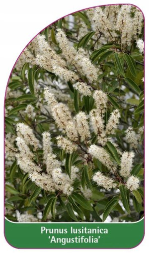 ETYKIETY LAUROWIŚNIA IBERYJSKA 'Angustifolia'