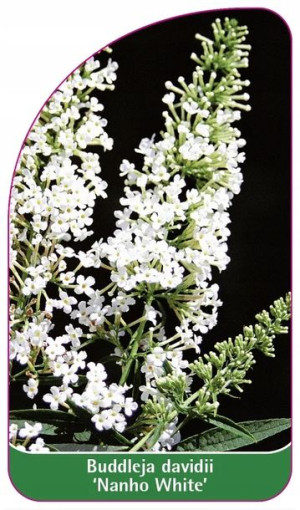 Etykiety Z Gumką Budleja Dawida 'nanho White'