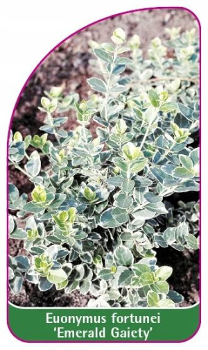 ETYKIETY TRZMIELINA FORTUNE'A 'Emerald Gaiety'
