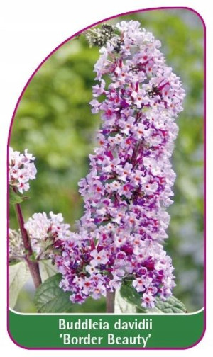 ETYKIETY Z GUMKĄ BUDLEJA DAWIDA 'Border Beauty'