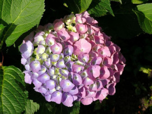 Hortensja Bouquet Rose ogrodowa 2L