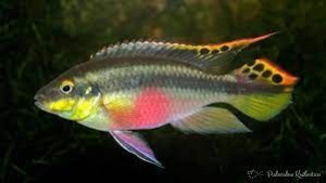 Barwniak czerwonobrzuchy - Pelvicachromis pulcher 9 cm