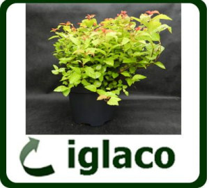 Tawuła japońska 'Goldflame' 2 l