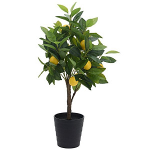 Drzewko cytrusowe w donicy 70 cm
