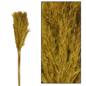 Trawa pampasowa Kyan oliwkowa 75 cm