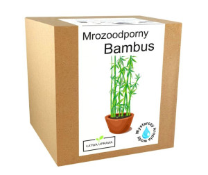 Bambus Zestaw do Uprawy Bambus Mrozoodporny - 20 C