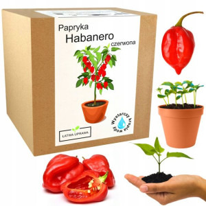 Zestaw do Uprawy Papryka chili Habanero czerwona