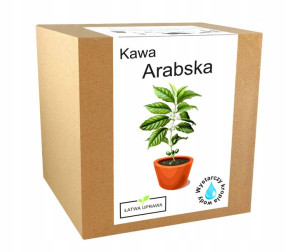 Zestaw do Uprawy KAWA ARABICA drzewo kawowe ziarna