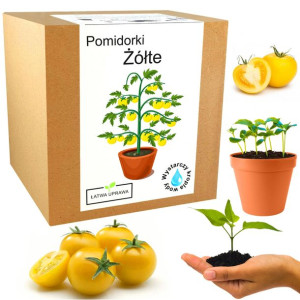 Zestaw do Uprawy Pomidor koktajlowy żółty cherry