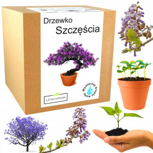 Zestaw do uprawy Bonsai paulownia cesarska drzewko