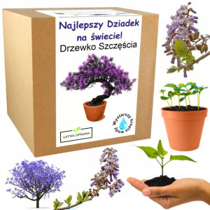 Prezent na Dzień Dziadka drzewko szczęścia bonsai