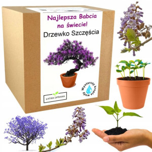 Prezent na Dzień Babci drzewko szczęścia bonsai