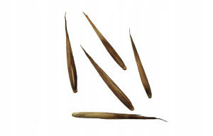 Nasiona Bambus Mrozoodporny Phyllostachys bambusa