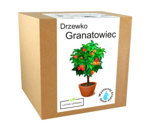 Zestaw do uprawy drzewka Bonsai Granatowiec Granat